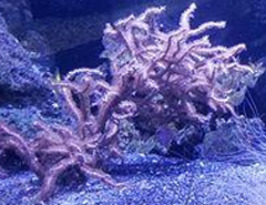 Sclerophytum flexibilis