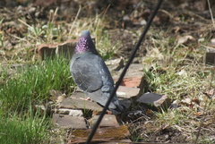 Columba livia domestica