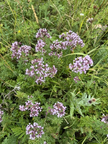 Oregano