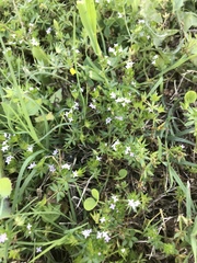 Scandix pecten-veneris