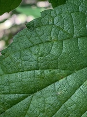 Celticecis capsularis