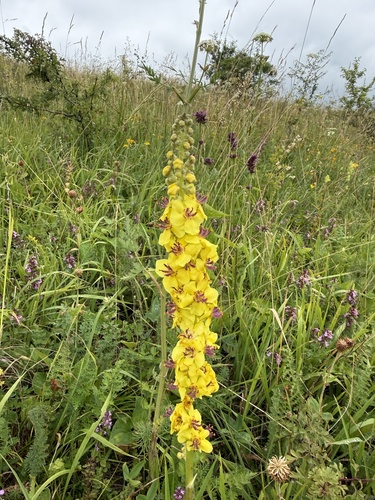 Dark Mullein