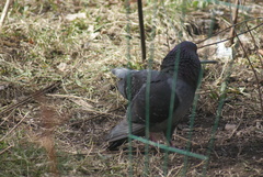 Columba livia domestica