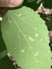 Celticecis capsularis