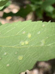 Celticecis capsularis