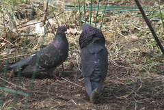 Columba livia domestica