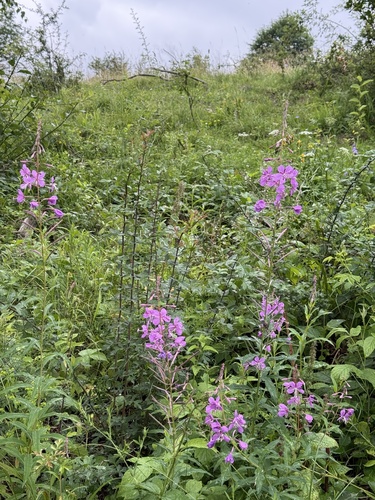 fireweed