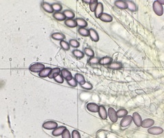 Ascobolus crenulatus