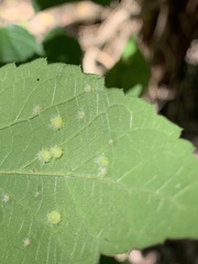 Celticecis capsularis