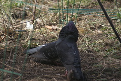 Columba livia domestica