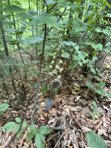 Violet Helleborine