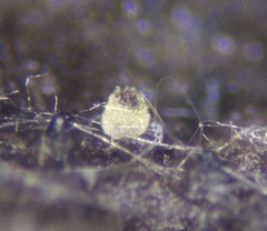 Ascobolus crenulatus