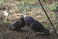 Columba livia