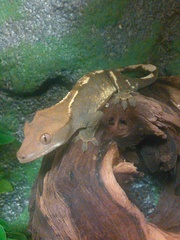 Correlophus ciliatus