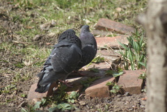 Columba livia domestica