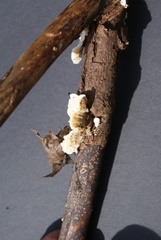 Fungi