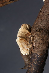 Fungi