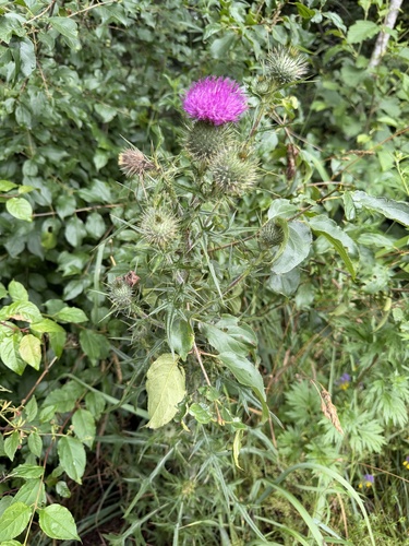 Bull Thistle