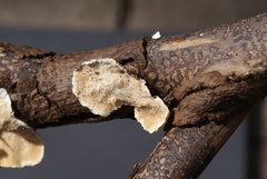 Fungi