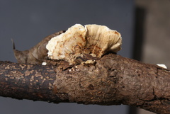 Fungi
