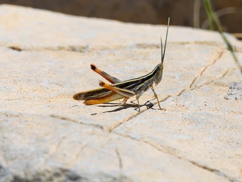 Mermiria texana