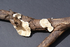 Fungi