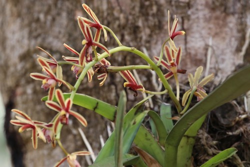 Cymbidium bicolor, photograph 2