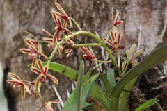Cymbidium bicolor, photograph (c) scaup, some rights reserved (CC BY)