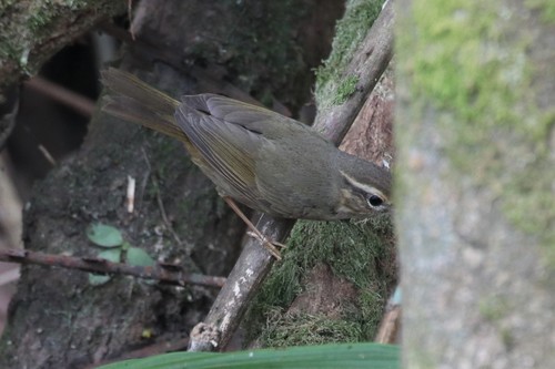 Mosquitero de Schwarz (Phylloscopus schwarzi)