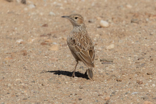iNaturalist image