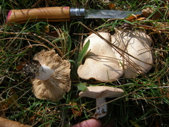 Rhodocybe piperita