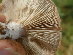 Rhodocybe piperita