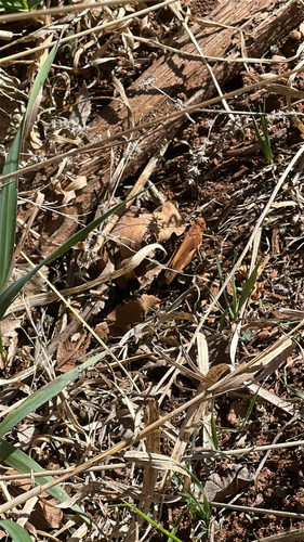 Speckle-winged Rangeland Grasshopper
