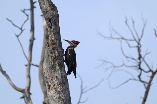 Pileated Woodpecker