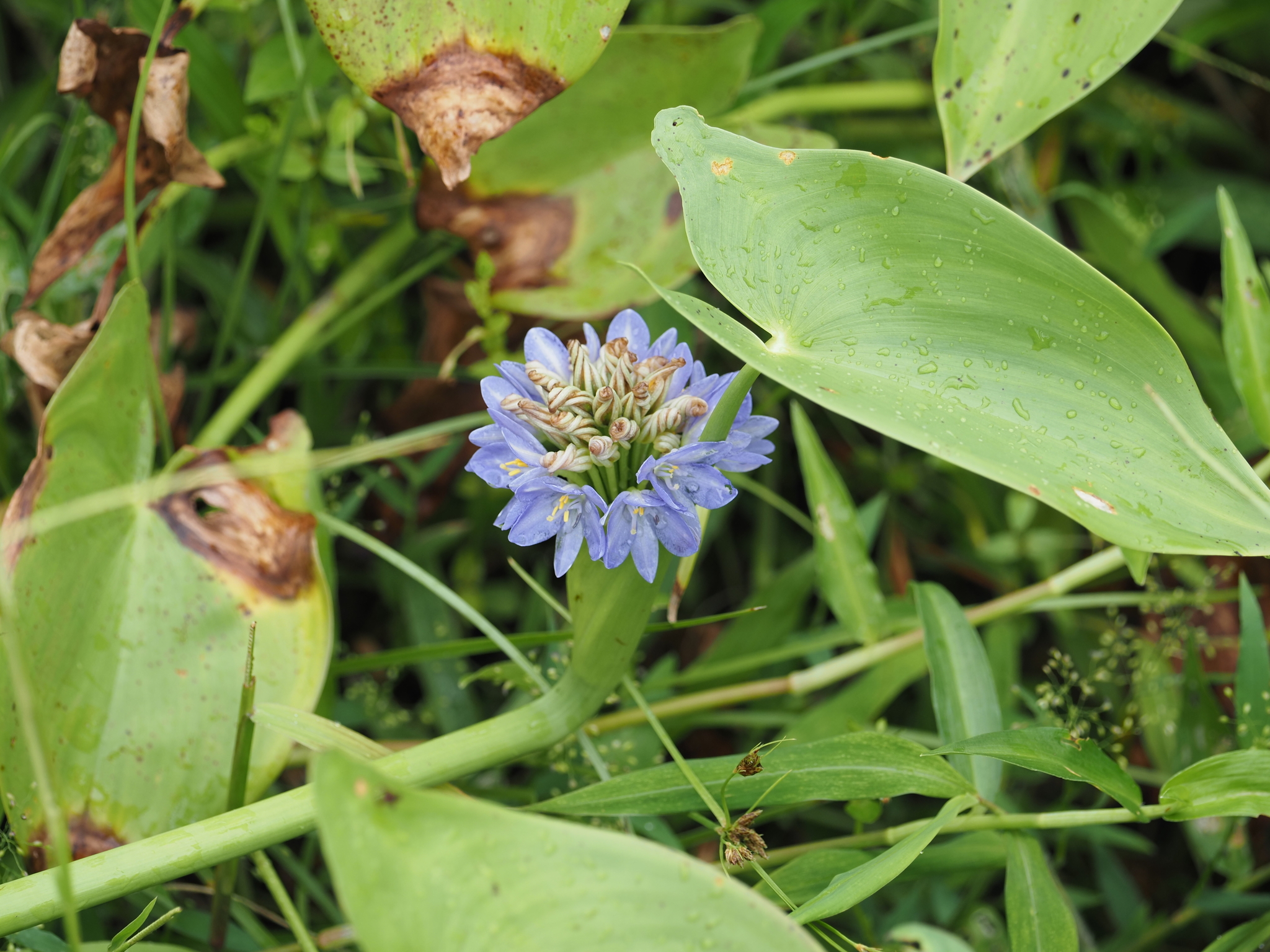 Pontederia hastata — ảnh 2