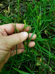 Carex corrugata