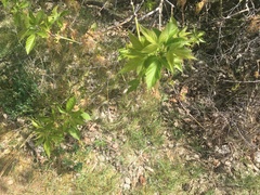 Acer negundo