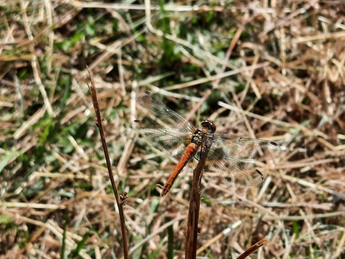 Ruddy Darter