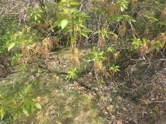 Acer negundo