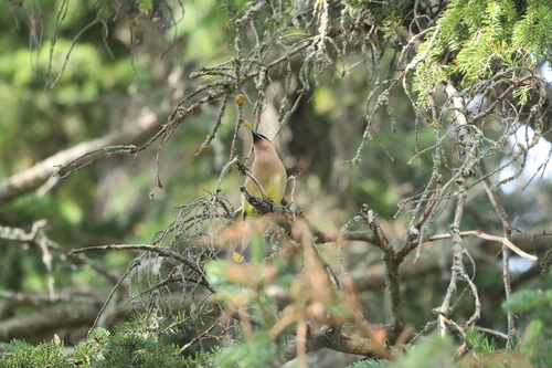 Cedar Waxwing