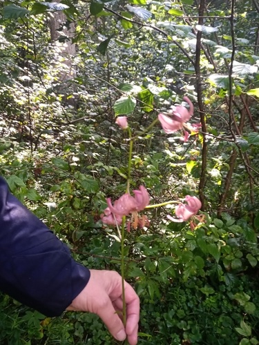 Martagon Lily