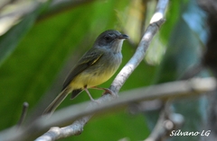 Oncostoma cinereigulare