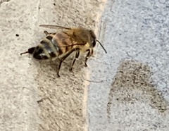 Apis mellifera