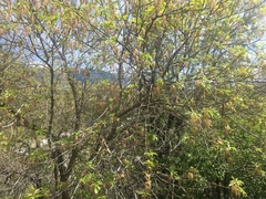 Acer negundo