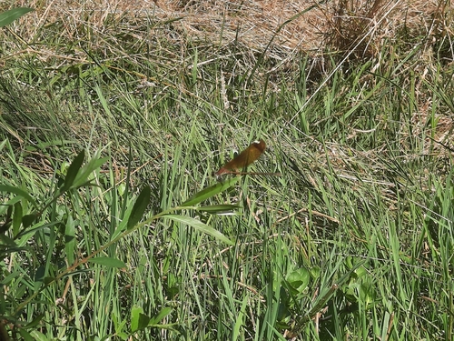Copper Demoiselle