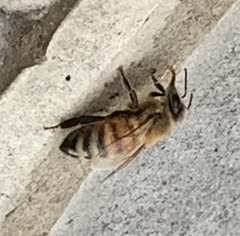 Apis mellifera