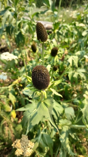 Showy coneflower (Rudbeckia alpicola)