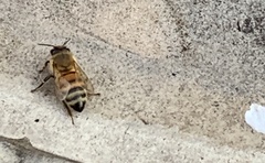 Apis mellifera
