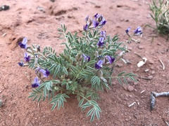 Astragalus desperatus