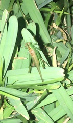 Conocephalus cinereus